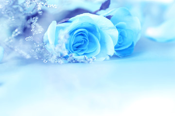 border of soft  Beautiful fresh sweet blue rose