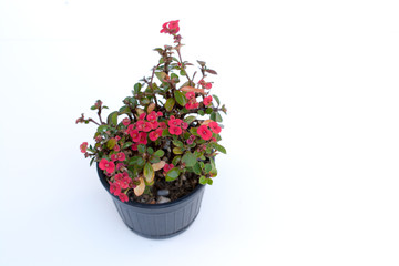 Ope Sian flower (Euphorbia milii) small red pot black. Cut the w