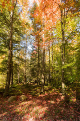 a forest in the Adirondacks in the fall