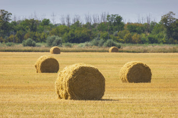 Plakat The rolls of straw in the summer