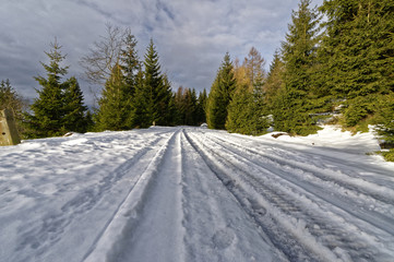 Winter white landscape with pines