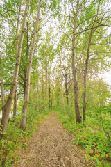 Fototapeta na wymiar Path in the green forest
