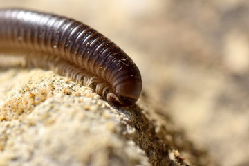 Centipede insect macro