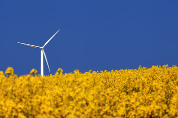 Agricultural landscape. Windturbine and rapeseed field.