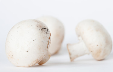 White mushrooms on neutral background