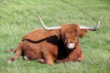 Scottish highland resting in high grass.