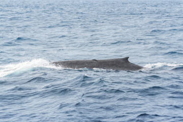 Fototapeta premium Blue Whale near Mirrisa, Sri Lanka