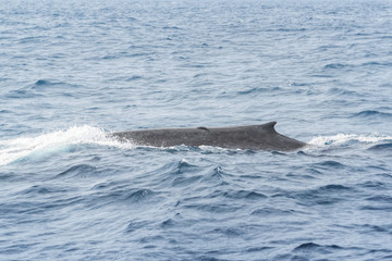 Blue Whale near Mirrisa, Sri Lanka