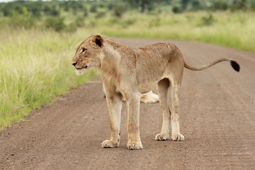 Lion