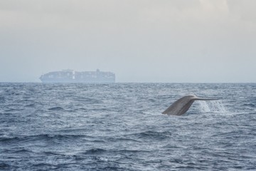 Naklejka premium Blue Whale with Cargo Ship in the Background near Mirrisa, Sri Lanka