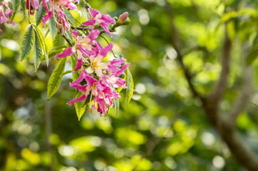 トックリキワタの花