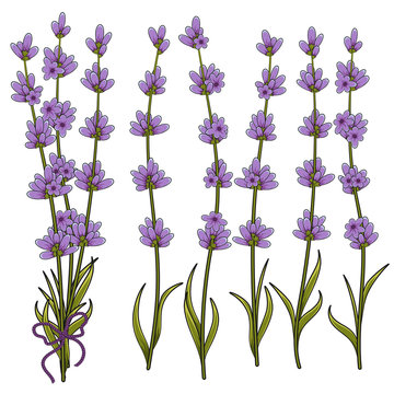 Vector illustration of sprigs of lavender. Objects on a white background.