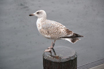 Obraz premium seagull