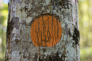 Orange circle painted on a tree