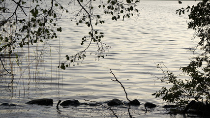 Blick aufs Wasser  Äste und Steine am Seeufer