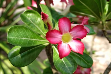 Obraz premium Desert Rose flower
