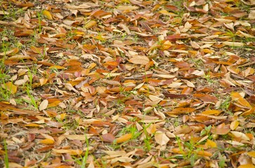 落ち葉,枯れ葉,背景,緑,黄色