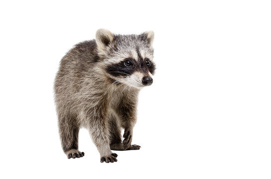 Curious raccoon walking isolated on white background