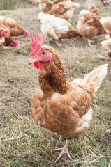 poulets dans un élevage en plein air