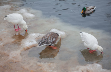 birds on frozen lake