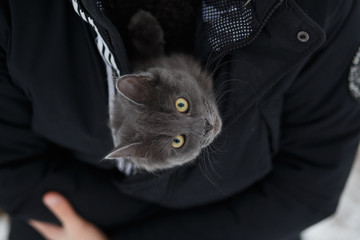 Gray cat sitting in a pocket of black jacket - 127161023