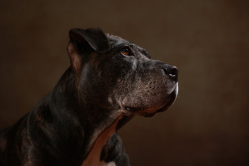 Fototapeta na wymiar American Staffordshire Terrier im Studio