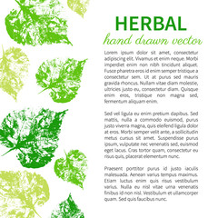 Hand drawn vector graphic engraving green leaves isolated on white, stamp imprint leaf, cards, banners, background, designed frame and text, template for cosmetic,beauty salon, natural organic product