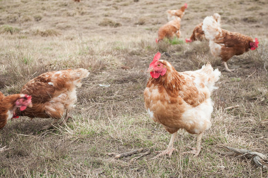 poulets dans un élevage en plein air