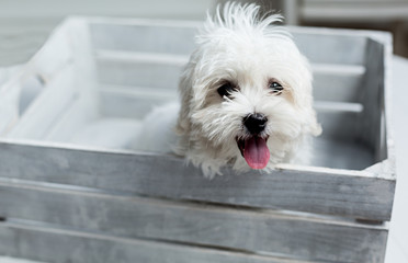 Cachorro de perro Bichón Maltés en una caja de madera gris.