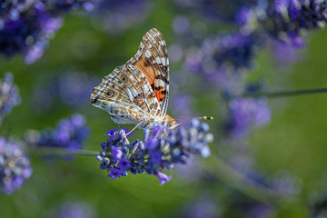 Distelfalter auf Lavendelblüte © Markus Zeller