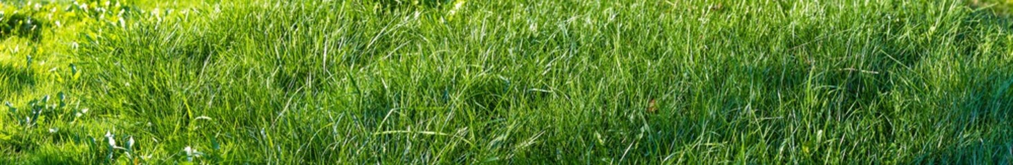 Fototapeta na wymiar fresh spring green grass
