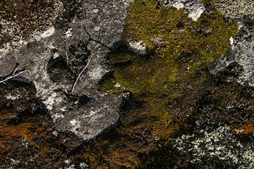 Stone surface with multicolored mosses and lichens closeup. Lichens background.