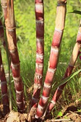 Sugarcane