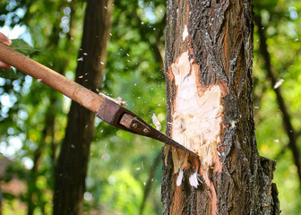 Chips fly apart after the lumberjack chopping wood