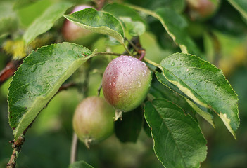 fresh green apples on a branch after the rain. small depth of field