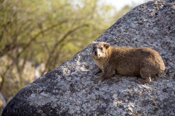 Hyrax sitting on a big boulder (2)