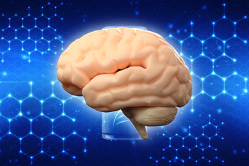 Human brain 3d illustration