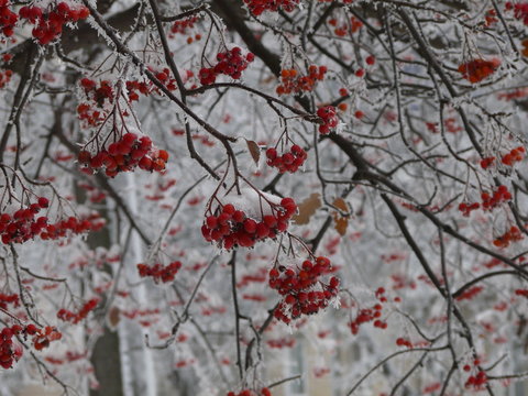 rowan berry in hoarfrost