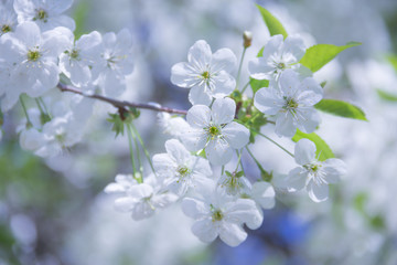 Fototapeta na wymiar Spring flowers on branches