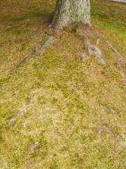 Root of a tree on a garden