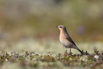 portrait of common wheatear (Oenanthe oenanthe)