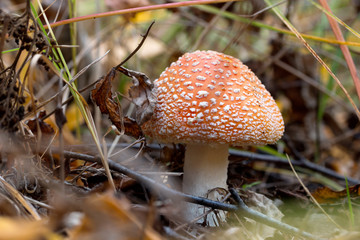 amanita mushroom in the grass in the autumn