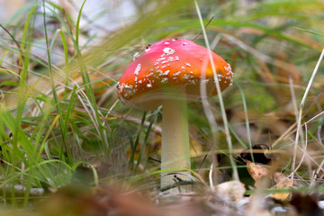 amanita mushroom in the grass in the forest