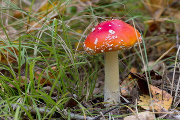fly agaric mushroom in the grass in the autumn
