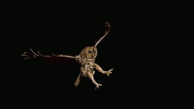 Eurasian Tawny Owl, strix aluco, Adult in Flight, Normandy, Slow motion