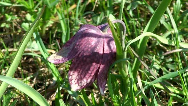 Die Schachblume - in Europa seltene Blume, aufgenommen in Gro&szlig;steinbach in der Oststeiermark
