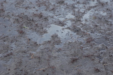 Dirty and wet black soil after rain.