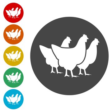 Vector chicken silhouette icons set 