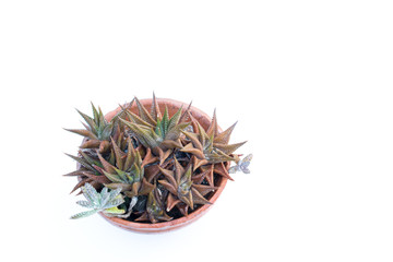 Haworthia beautiful condensation on the back burner แa white i