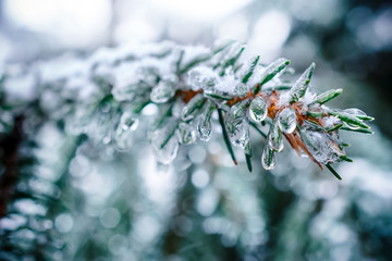 Spruce twigs. On pins and needles hanging frozen droplets of ice.